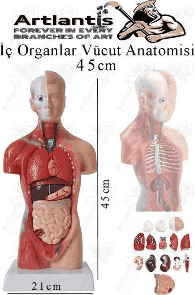 Artlantis İnsan Organ Maketi 45 cm 15 Parça Sök Tak Tıbbi Anatomi Vücut Modeli KırtasiyeBurda.com